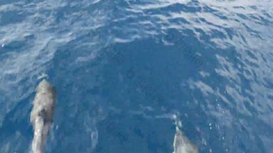 豆荚海豚自由太平洋海洋蓝色的水学校野生动物海加州美国
